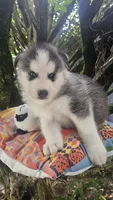 Max, a male Siberian Husky for sale in Springfield, MA – 5 of 8