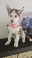 Summer , a female Siberian Husky for sale in Springfield, MA – 3 of 9