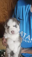 Rusty , a  Siberian Husky for sale in Springfield, MA – 9 of 9