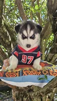 Shadow , a male Siberian Husky for sale in Springfield, MA – 2 of 10