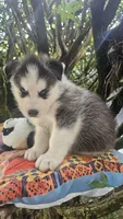 Max, a male Siberian Husky for sale in Springfield, MA – 3 of 8