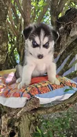 Shadow , a male Siberian Husky for sale in Springfield, MA – 5 of 10