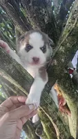 Rusty , a  Siberian Husky for sale in Springfield, MA – 6 of 9
