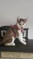 Luna , a female Siberian Husky for sale in Springfield, MA – 5 of 9