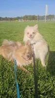 Chopper , a male Pomeranian for sale in Springfield, MA – 5 of 10