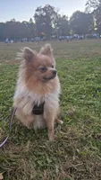 Chopper , a male Pomeranian for sale in Springfield, MA – 7 of 10