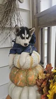 Thunder , a male Siberian Husky for sale in Palmer, MA – 10 of 10