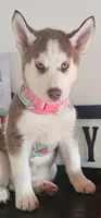 Summer , a female Siberian Husky for sale in Springfield, MA – 2 of 9