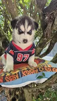 Shadow , a male Siberian Husky for sale in Springfield, MA – 9 of 10