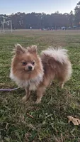 Chopper , a male Pomeranian for sale in Springfield, MA – 9 of 10