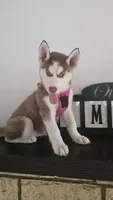 Luna , a female Siberian Husky for sale in Springfield, MA – 7 of 9