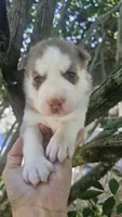 Luna , a  Siberian Husky for sale in Springfield, MA – 2 of 4