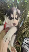 Thunder , a male Siberian Husky for sale in Springfield, MA – 2 of 4