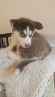 Maya, a female Siberian Husky for sale in Springfield, MA – 3 of 6