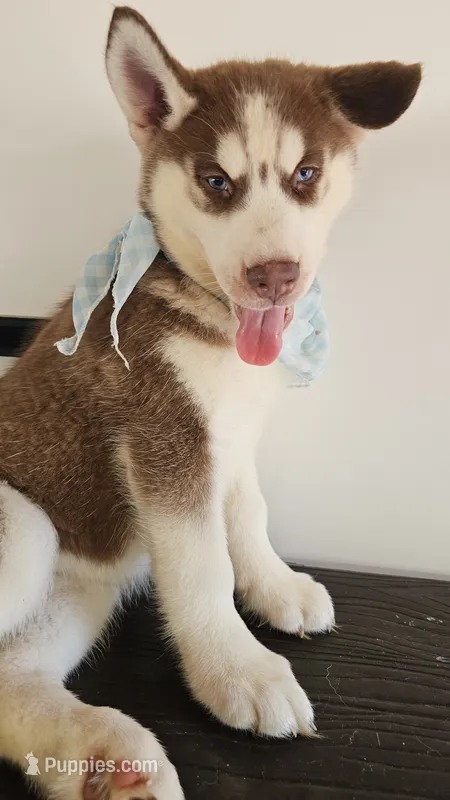 Maya – Siberian Husky puppy for sale in Springfield, MA