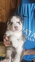 Rusty , a  Siberian Husky for sale in Springfield, MA – 3 of 9