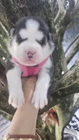 Mika, a female Siberian Husky for sale in Springfield, MA – 3 of 5