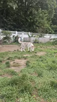 Vanilla , a female Siberian Husky for sale in Springfield, MA – 2 of 2
