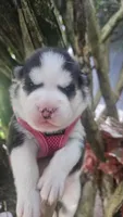 Mika, a female Siberian Husky for sale in Springfield, MA – 5 of 5