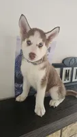 Summer , a female Siberian Husky for sale in Springfield, MA – 9 of 9