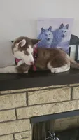 Luna , a female Siberian Husky for sale in Springfield, MA – 9 of 9