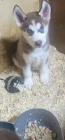 Vanilla , a female Siberian Husky for sale in Springfield, MA – 3 of 5
