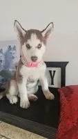 Summer , a female Siberian Husky for sale in Springfield, MA – 7 of 9