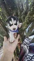 Thunder , a male Siberian Husky for sale in Springfield, MA – 6 of 6