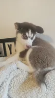 Maya, a female Siberian Husky for sale in Springfield, MA – 5 of 6