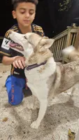 Vanilla , a female Siberian Husky for sale in Palmer, MA – 8 of 8