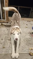 Vanilla , a female Siberian Husky for sale in Palmer, MA – 5 of 8