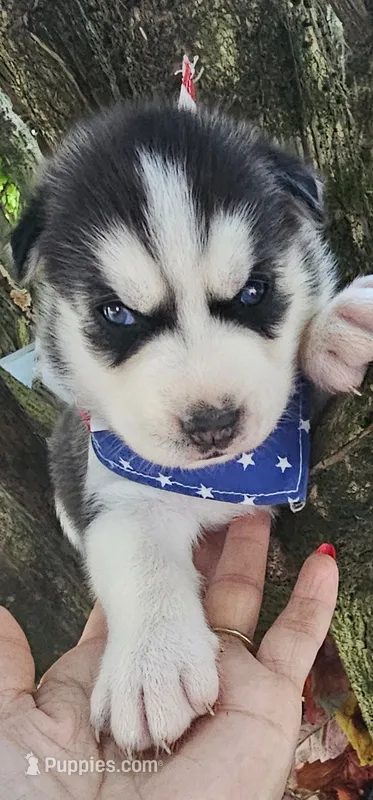 Thunder  – Siberian Husky puppy for sale in Springfield, MA