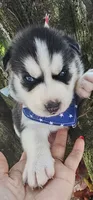 Thunder , a male Siberian Husky for sale in Springfield, MA – 1 of 6