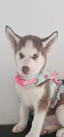 Summer , a female Siberian Husky for sale in Springfield, MA – 4 of 9