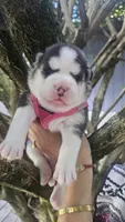 Mika, a female Siberian Husky for sale in Springfield, MA – 4 of 5