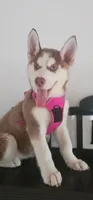 Luna , a female Siberian Husky for sale in Springfield, MA – 2 of 9