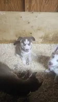 Maya, a female Siberian Husky for sale in Springfield, MA – 6 of 6