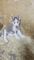 Vanilla , a female Siberian Husky for sale in Springfield, MA – 5 of 5