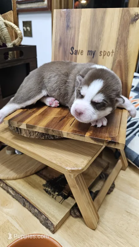 Woody – Siberian Husky puppy for sale in Springfield, MA