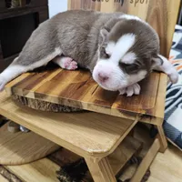 Woody, a male Siberian Husky for sale in Springfield, MA – 1 of 1