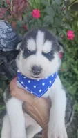 Thunder , a male Siberian Husky for sale in Springfield, MA – 4 of 6