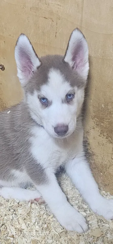 Vanilla  – Siberian Husky puppy for sale in Springfield, MA