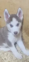 Vanilla , a female Siberian Husky for sale in Springfield, MA – 1 of 5