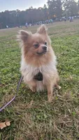 Chopper , a male Pomeranian for sale in Springfield, MA – 6 of 10