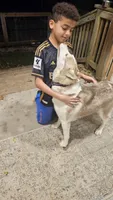 Vanilla , a female Siberian Husky for sale in Palmer, MA – 4 of 8