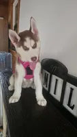 Luna , a female Siberian Husky for sale in Springfield, MA – 8 of 9