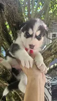 Thunder , a male Siberian Husky for sale in Springfield, MA – 3 of 4