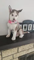 Summer , a female Siberian Husky for sale in Springfield, MA – 6 of 9