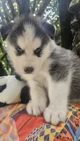 Max, a male Siberian Husky for sale in Springfield, MA – 2 of 8