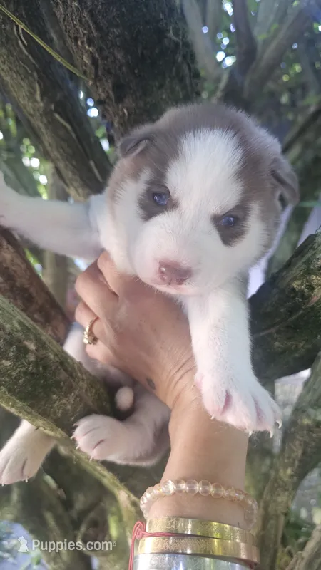 Rusty  – Siberian Husky puppy for sale in Springfield, MA
